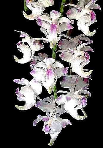 Aerides virens